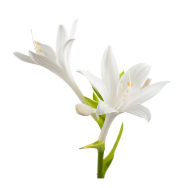 Çiçek ANABİLGA izole.