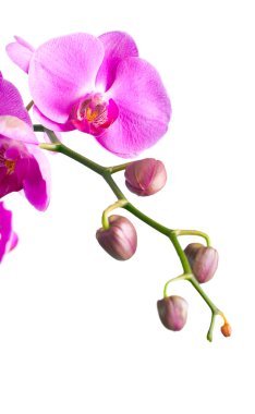 Mor orkide. İzole