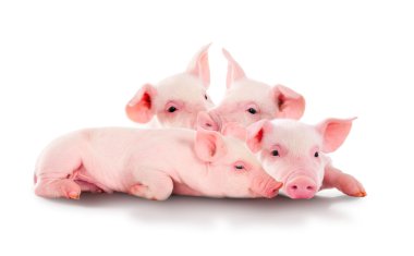 Eğlenceli, pembe domuzlar yığını. Beyaz arka plan üzerinde izole.