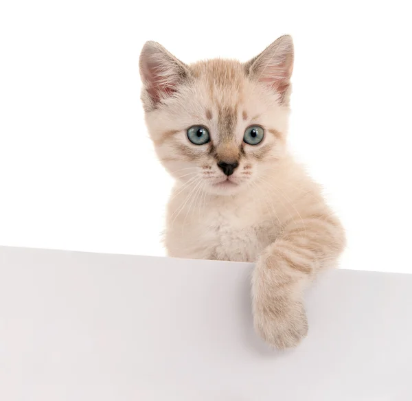 Kitten met een blanco vel papier — Stockfoto