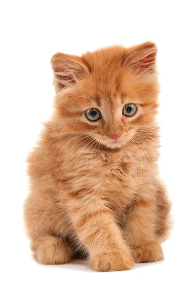 Smutny rudy kociak — Zdjęcie stockowe