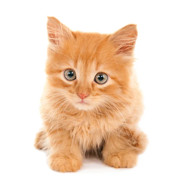 Sad red-haired kitten — Stock Photo, Image