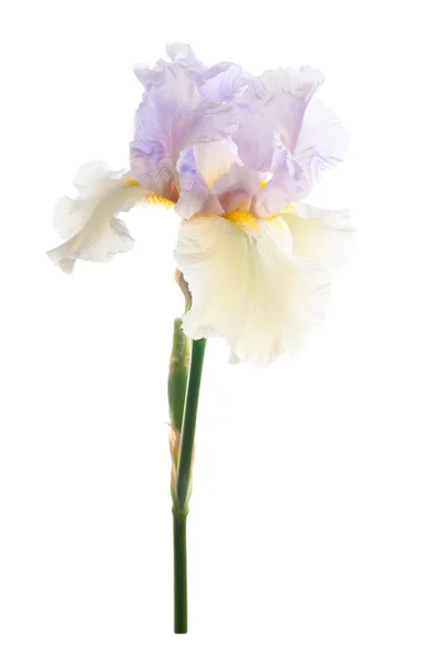 Flor de iris. Aislado sobre fondo blanco — Foto de Stock