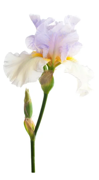 Iris flower. Isolated on white background — Stock Photo, Image