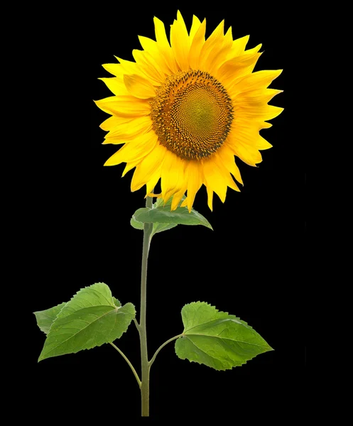 Sonnenblume isoliert auf schwarzem Hintergrund. — Stockfoto