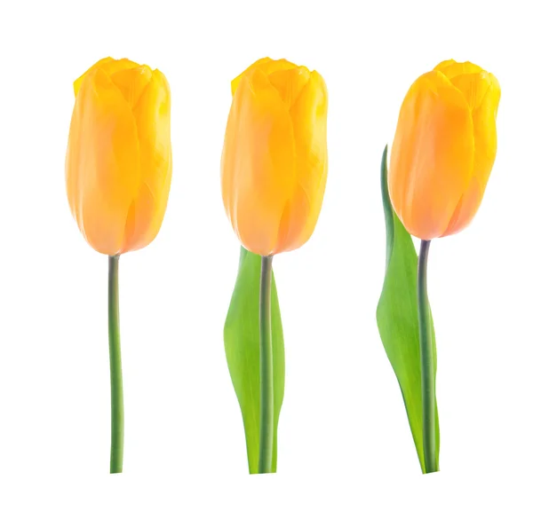 Knospen gelber Tulpen. Verschiedene Optionen. Isolation — Stockfoto