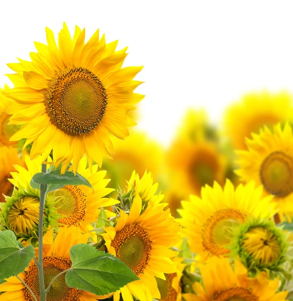 Veld met zonnebloemen. isolatie — Stockfoto