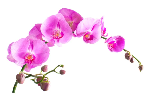 Orquídea púrpura. Aislado —  Fotos de Stock