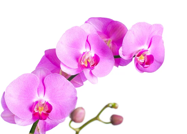 Orquídea roxa. Isolados — Fotografia de Stock