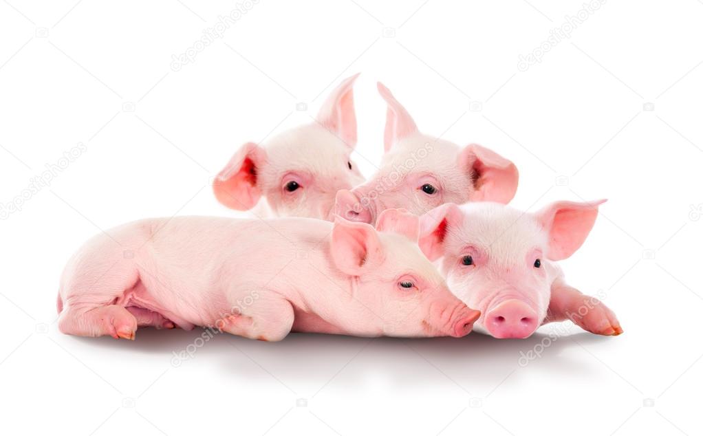 Pile of fun, pink pigs. Isolated on white background.