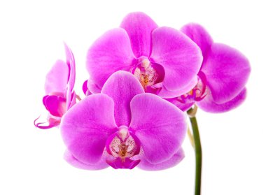 Mor orkide. İzole