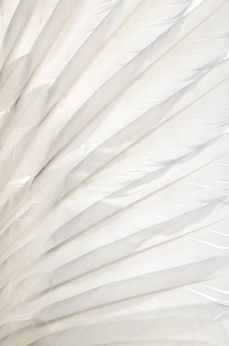 Beyaz kaz kanatları. Yalıtım.