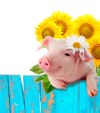 Çit yaslanmış domuz yavrusu. Parlak, komik bir kolaj. Kolaj serisi. Yalıtım.