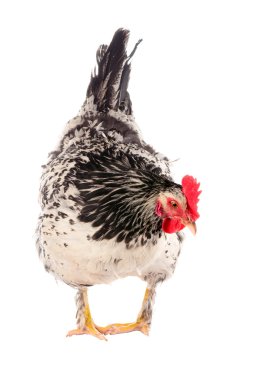 Benekli tavuk. Fotoğraf serisi çeşitli teşkil etmektedir. Yalıtım.