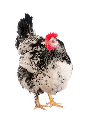 Benekli tavuk. Fotoğraf serisi çeşitli teşkil etmektedir. Yalıtım.