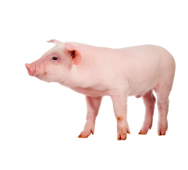 Розовая свинья. Изолированный на белом фоне — стоковое фото