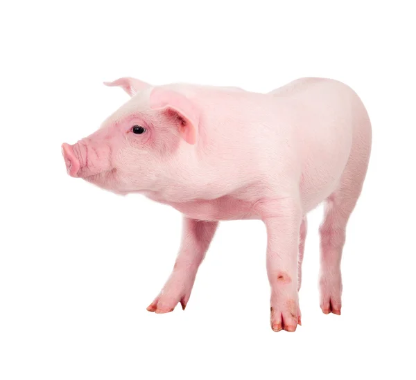 Pink pig. Isolated on white background — Stock Photo, Image