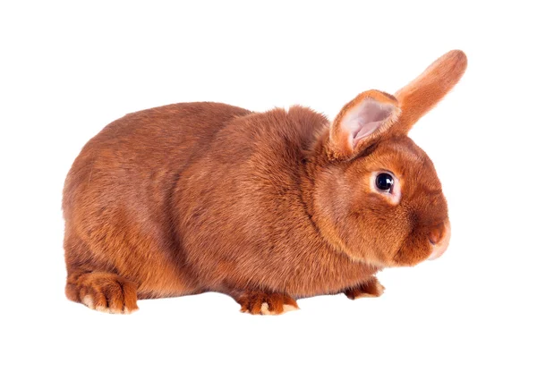 Purebred rabbit. Isolated on white background — Stock Photo, Image
