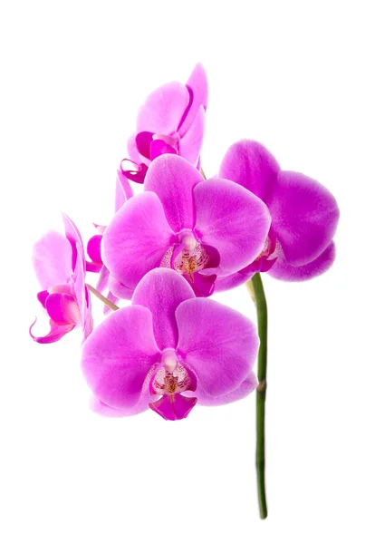 Purple orchid. Isolated — Stock Photo, Image