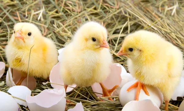 Just giving birth chickens in a nest — Stock Photo, Image