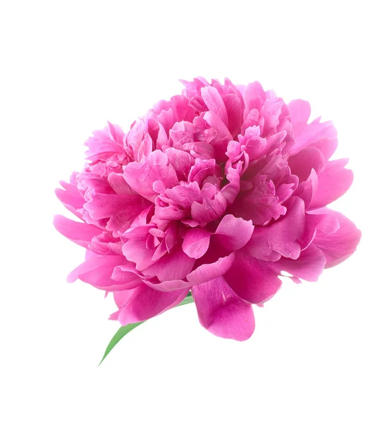 Peony flower isolated — Stock Photo, Image