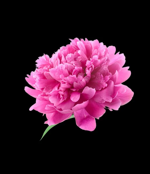 Flor de peónia isolada — Fotografia de Stock