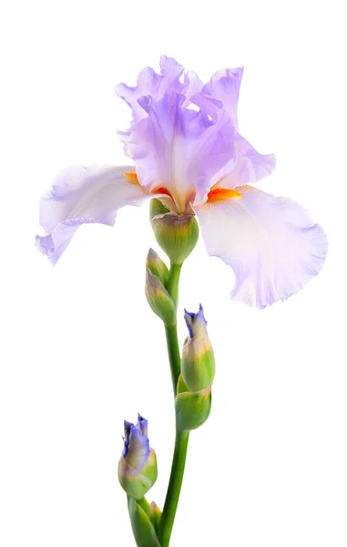 Flor de iris. Aislado sobre fondo blanco — Foto de Stock