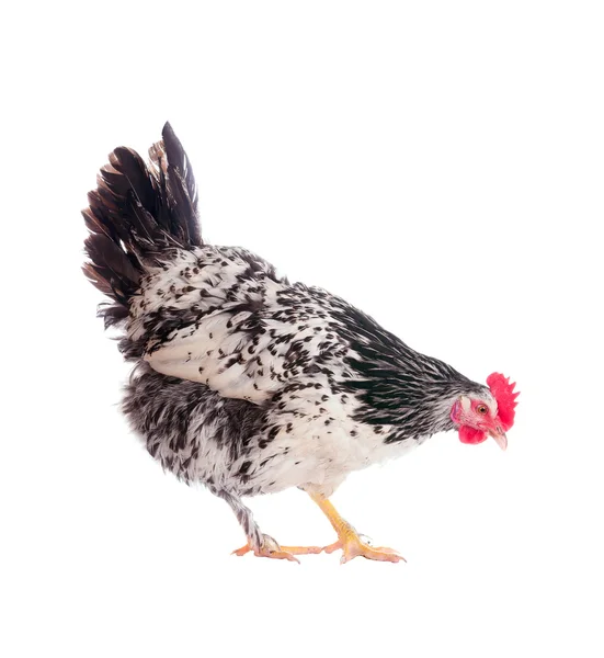 Gallina maculata. Serie di foto in varie pose. Isolamento . — Foto Stock