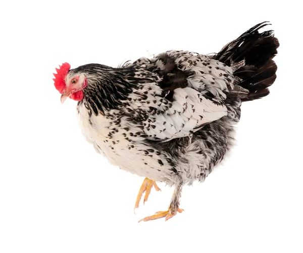 Gallina maculata. Serie di foto in varie pose. Isolamento . — Foto Stock