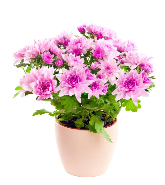 Chrysanthemum in a pot. Isolated on white background. — Stock Photo, Image