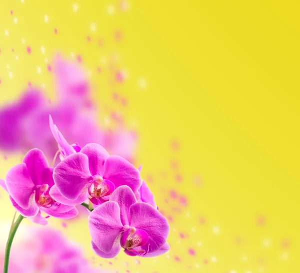 Purpurorchidee. isoliert — Stockfoto