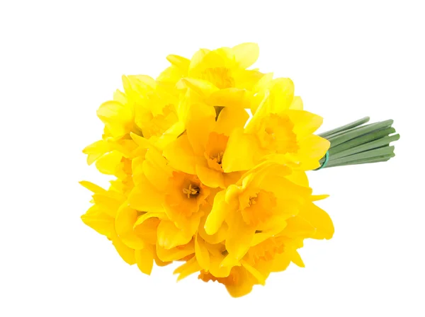 Bouquet of yellow daffodils. Isolated on white background — Stock Photo, Image