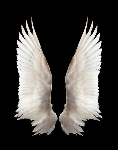 白いガチョウの羽。分離. — ストック写真