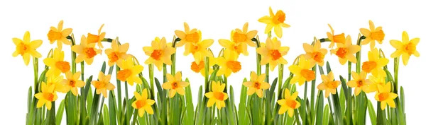 Glade Daffodils. Isolado sobre fundo branco . — Fotografia de Stock