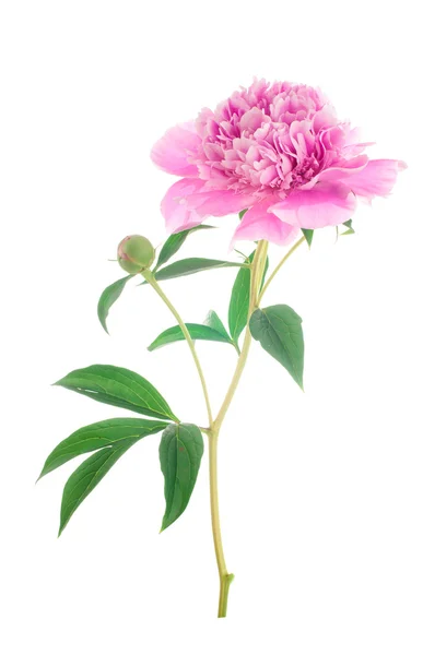 Peony flower isolated — Stock Photo, Image