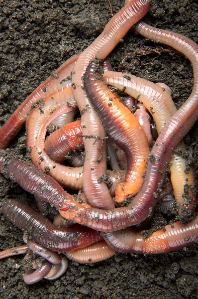 Запутанность земляных червей — стоковое фото