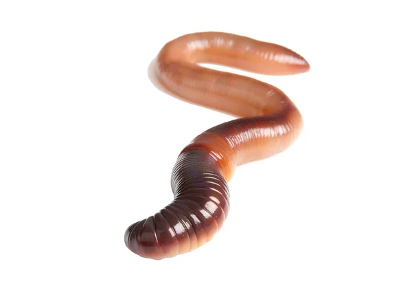 Earthworm — Stock fotografie