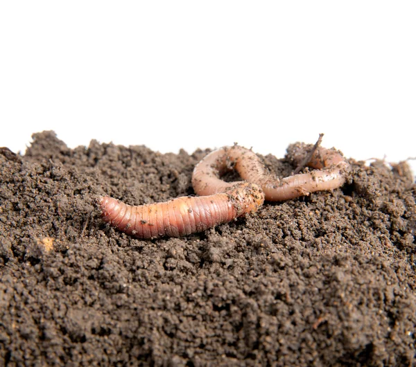 Earthworm — Stock fotografie