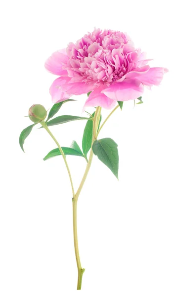 Pünkösdi rózsa virág elszigetelt — Stock Fotó