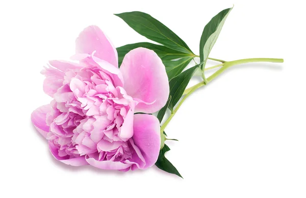 Peony flower isolated — Stock Photo, Image