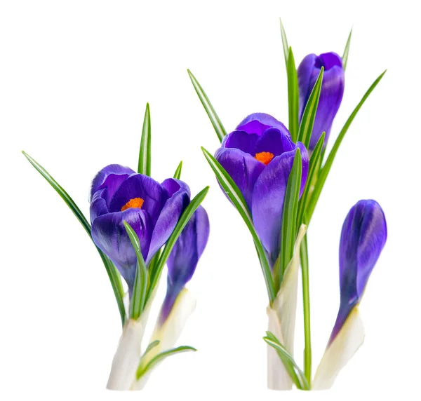 Bouquet of crocuses. Isolated on white background — Stock Photo, Image