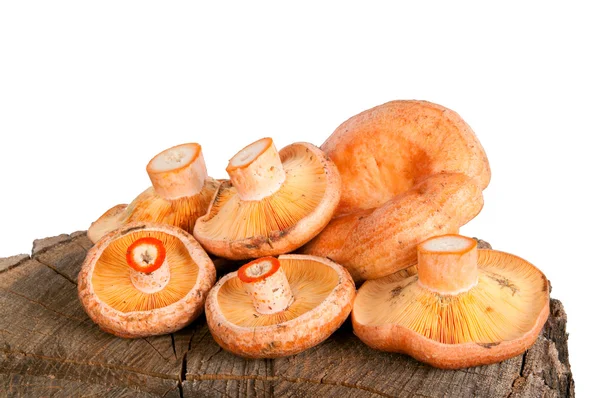 Forest mushroom. Lactarius deliciosus (Saffron milk cap) — Stock Image Forest mushroom. Lactarius deliciosus (Saffron milk cap) Stock Picture