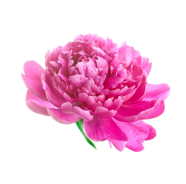 Peony Stock Photos Royalty Free Peony Images Depositphotos