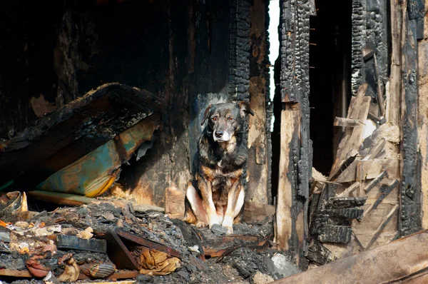 Pes v domě majitele, hořel oheň domu. Stock Obrázky
