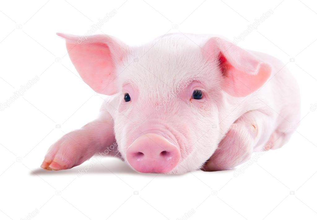 Pink pig. Isolated on white background