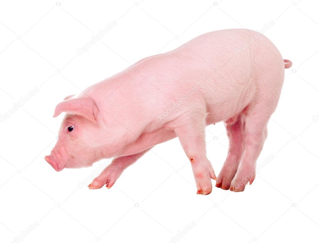 Pink pig. Isolated on white background