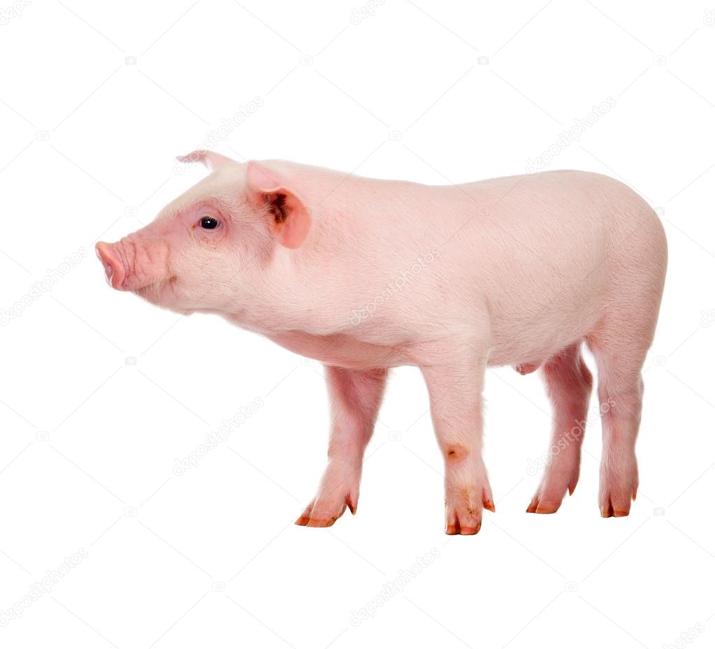 Pink pig. Isolated on white background