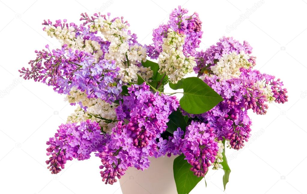 Bouquet of lilacs. Isolation.