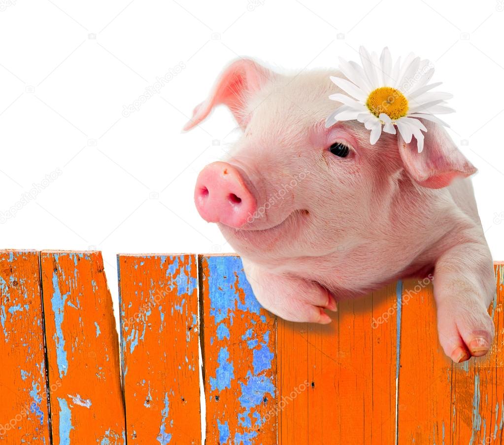 Pig barn Stock Photos, Royalty Free Pig barn Images | Depositphotos Pig barn Stock Photos, Royalty Free Pig barn Images | Depositphotos