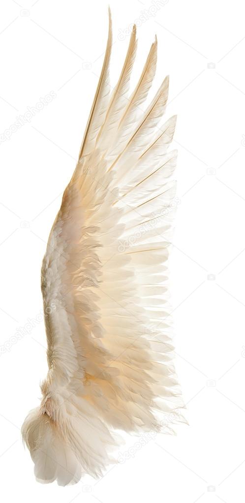 White goose wings. Isolation.